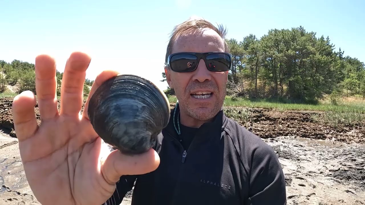 The CLAMMER's Guide to Quahogs on Cape Cod