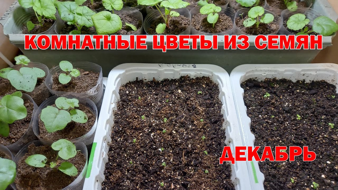 Декабрь. Комнатные цветы из семян.