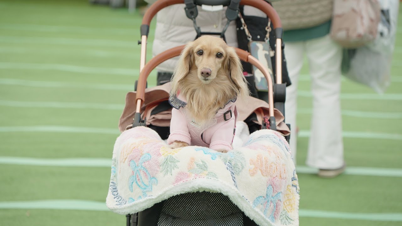 ペテモフェス2025