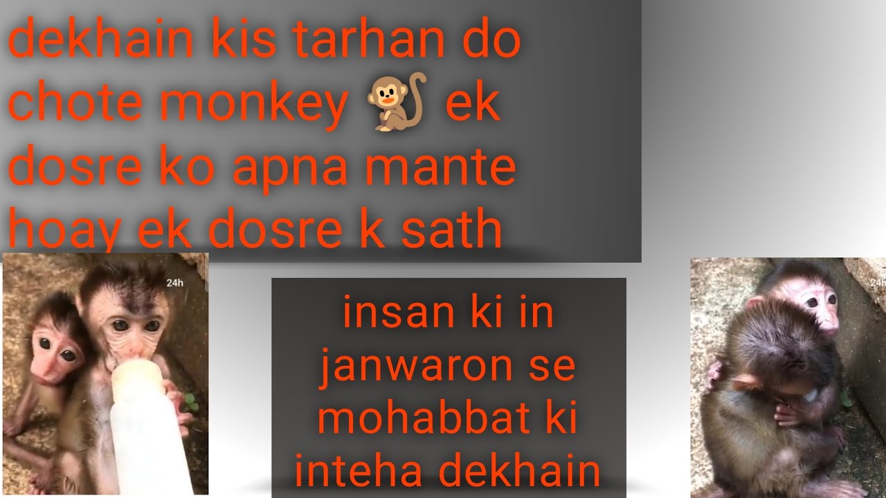 million pity- touching heart 💓 both poorest  babies monkey hold each other in hopeless sense..