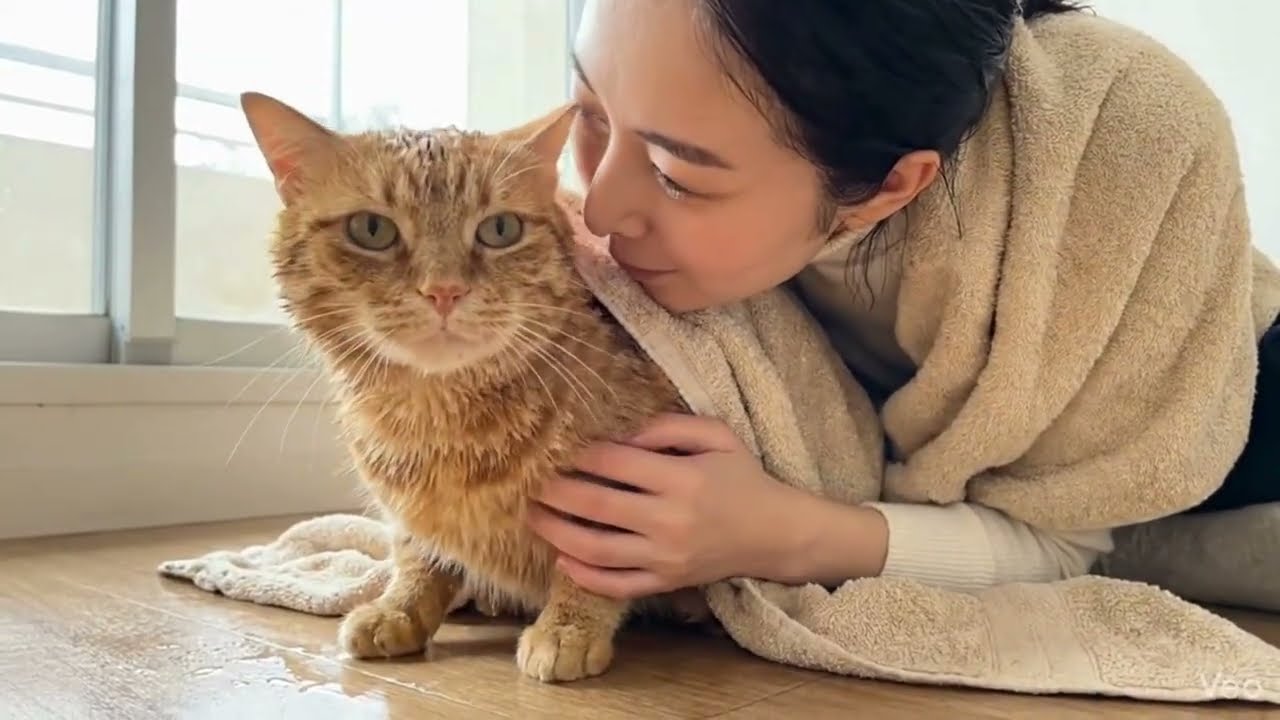 【出会い】AIで作る『ふて猫の家康』との出会い ペットショップで茶トラの猫に何故か惹かれた？