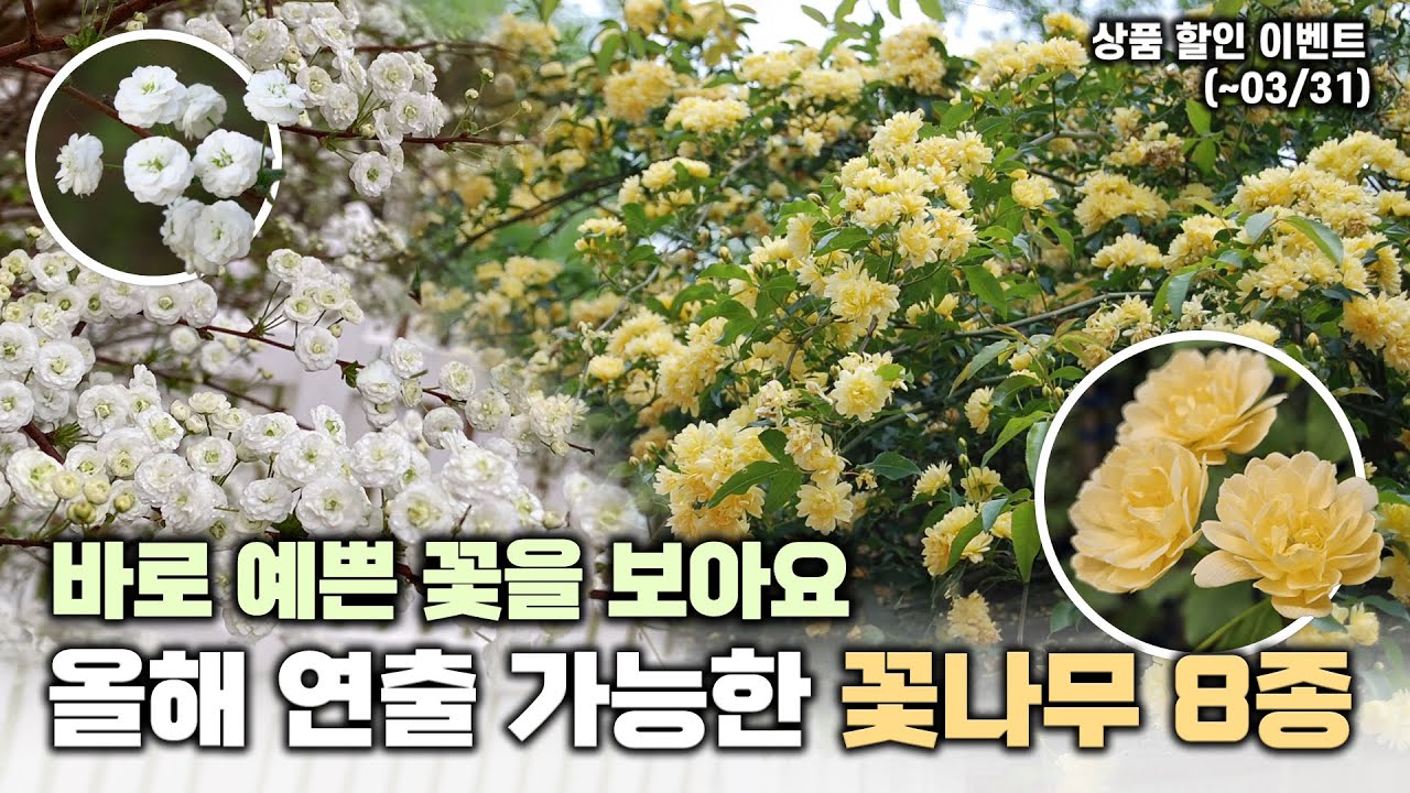 올 봄에 바로 볼 수 있는 꽃나무만 모아왔어요🌸 8종 소개 및 할인이벤트🎁