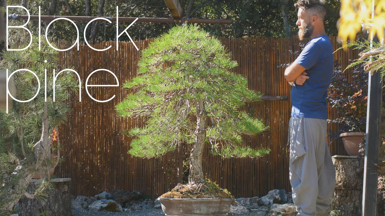 Массивная стилизация под чёрную сосну — история 10-летней давности — Arkefthos Bonsai