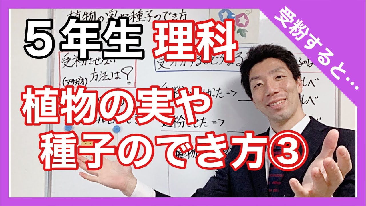 理科　植物の実や種子のでき方③　受粉すると・・・？　５年生