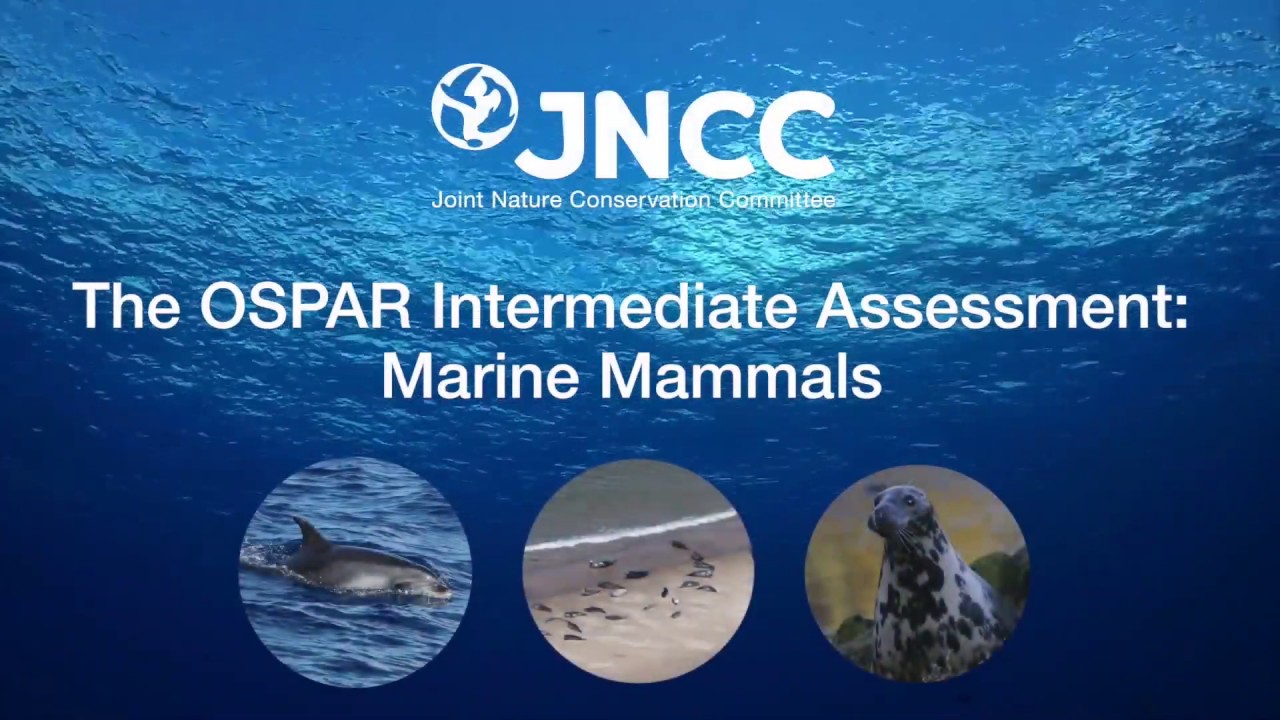 JNCC Marine Assessment - Marine Mammals