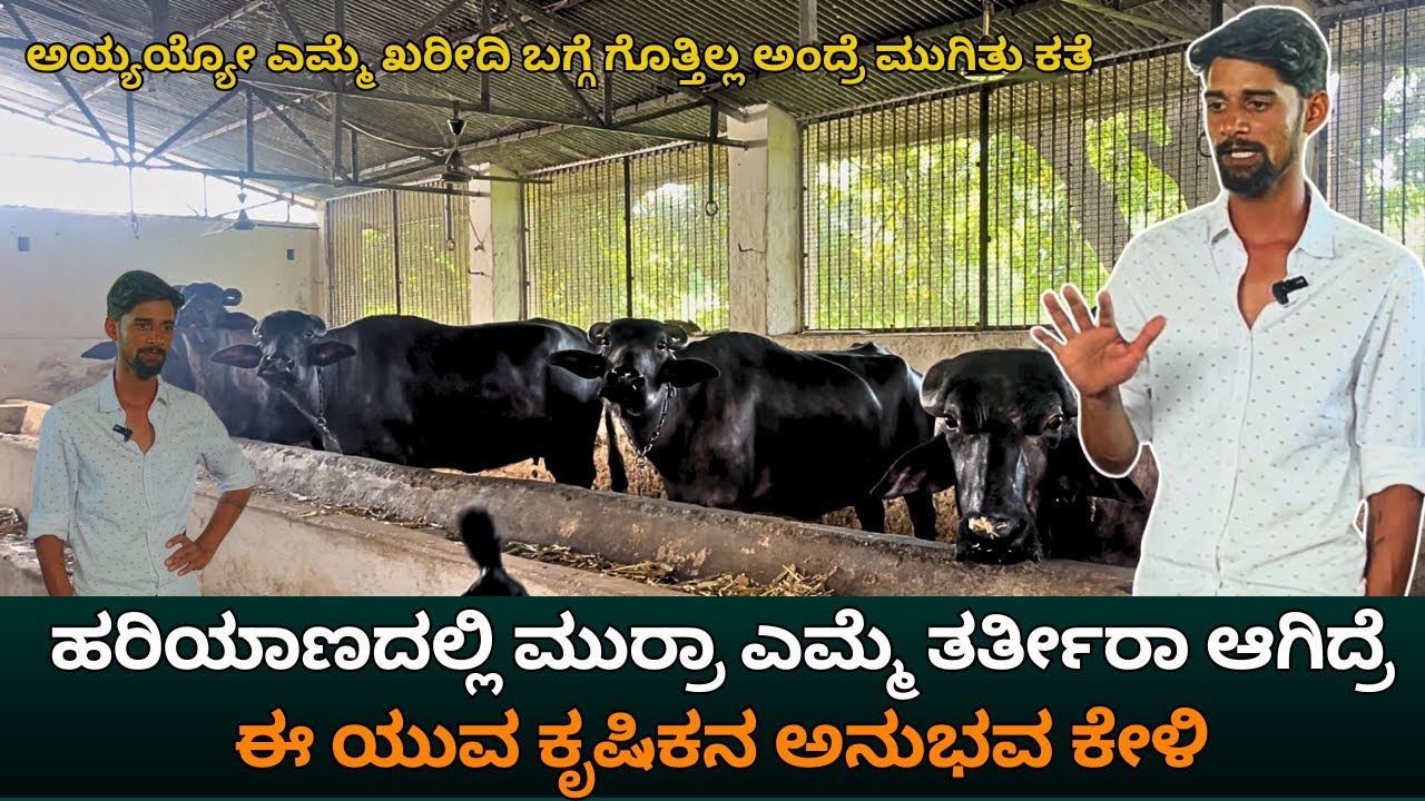 ಅಬ್ಬಬ್ಬಾ ನೀವ್ ಏನಾದ್ರು ಎಮ್ಮೆ ಬಗ್ಗೆ ಗೊತ್ತಿಲ್ಲದೇ ತರೋಕೆ ಹೋದ್ರೆ ಏನೆಲ್ಲಾ ಮಾಡ್ತಾರೆ ನೋಡಿ !KRUSHI SANCHARI