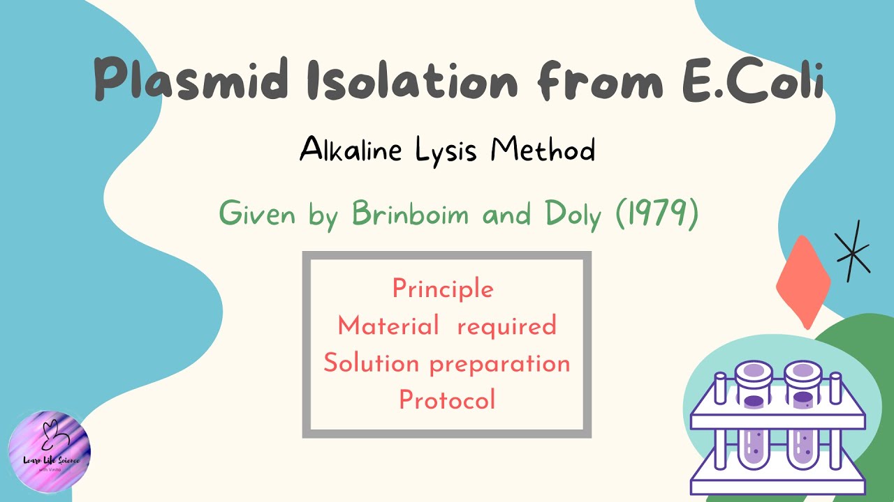 Plasmid isolation from E. coli