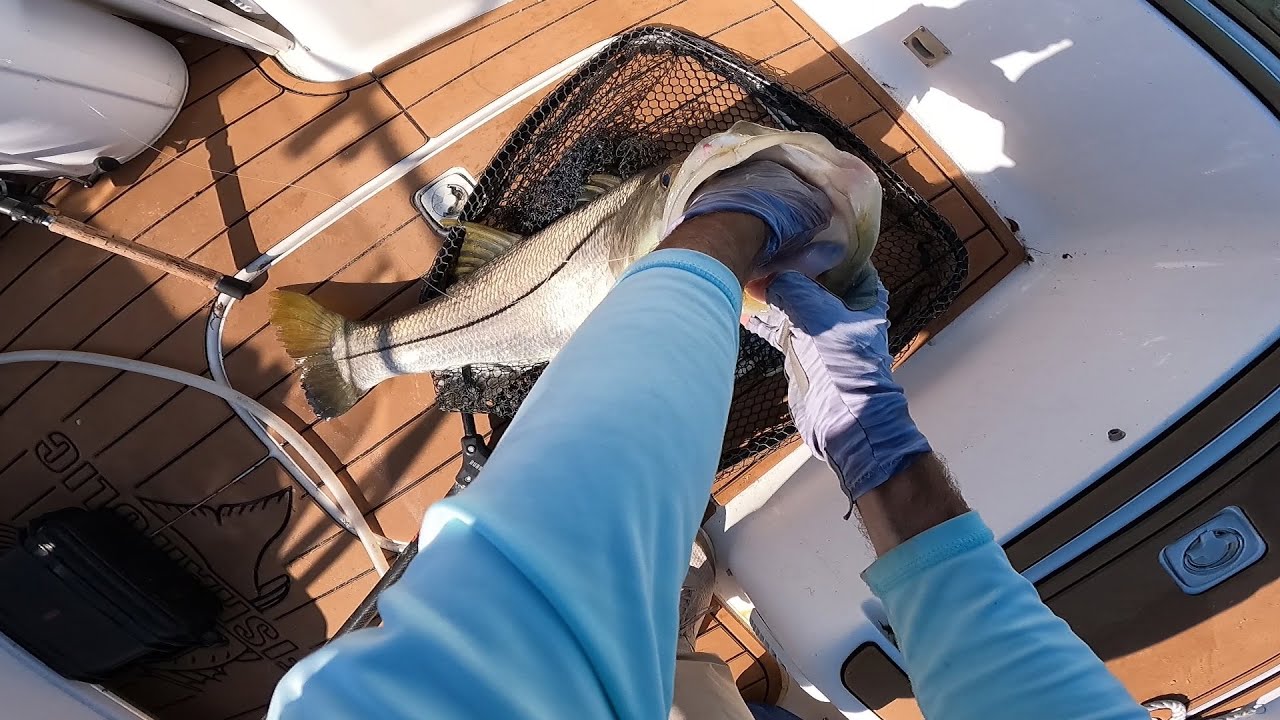 The BIG Fish Were Chewing - Indian River HOT BITE On Schooling Snook and Jack Crevalle