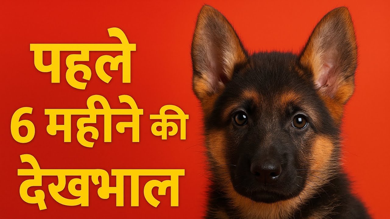 German Shepherd Puppy Care Guide 🐶 | पहले 6 महीने में कैसे रखें GSD की पूरी देखभाल