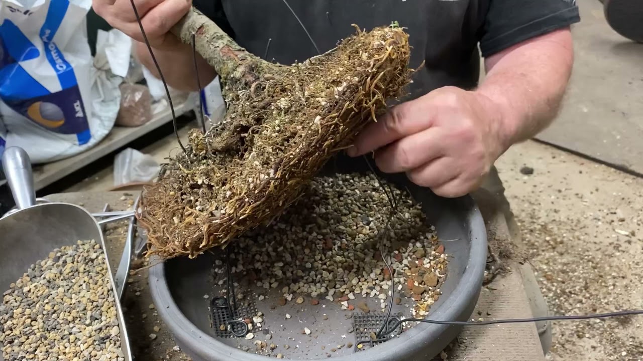Emergency Repotting of A White Pine Bonsai