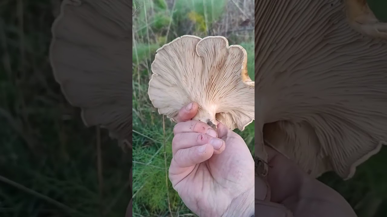 21 febbraio 2026  spettacolo di ferlenghi funghi di ferula #funghi #ferlenghi #ferula #bosco 