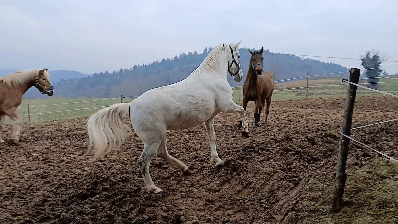 Frajlica Capra in Fagi zdaj živita sanje na vasi: svoboda, povaljanje in uživanje v vsakem trenutku!
