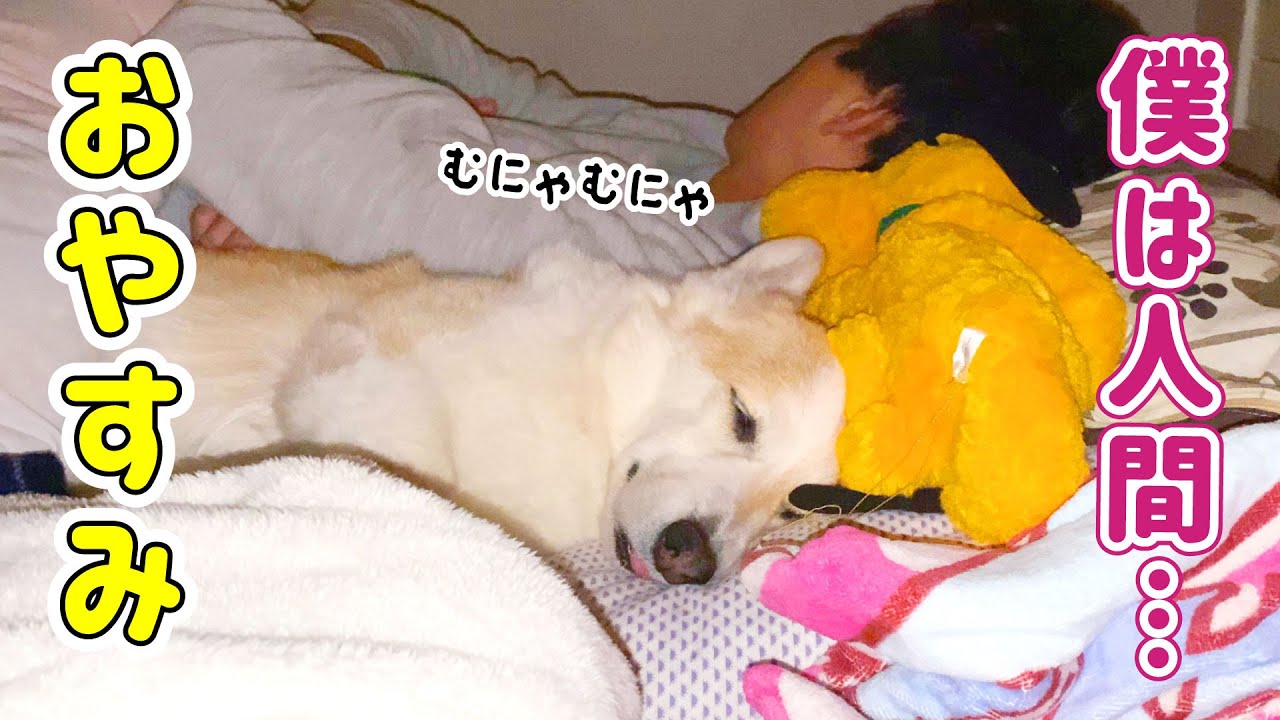 充実した1日を過ごした後は人間の様に眠るコーギー