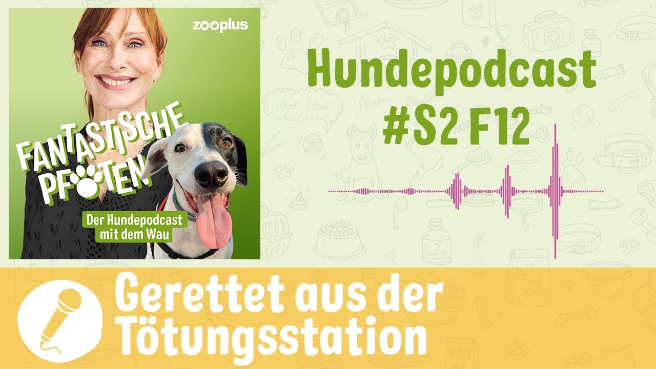 Hunde aus dem Ausland adoptieren: Von der Tötungsstation ins eigene Zuhause