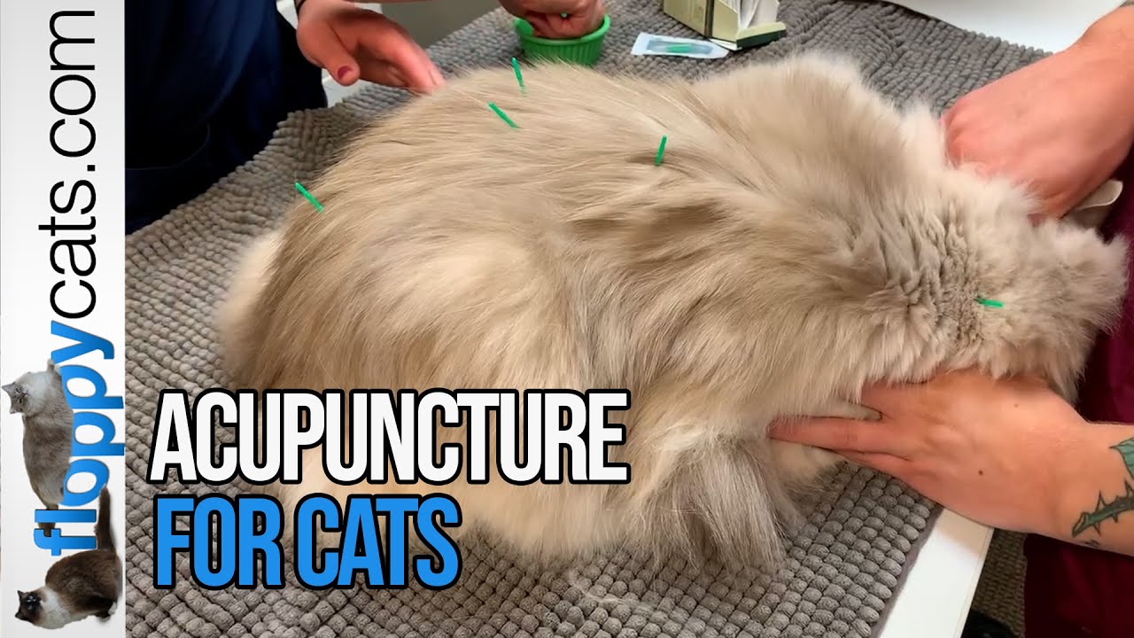 Cat Acupuncture: Ragdoll Cat Trigg Gets Acupuncture from Dr. Sally Barchman