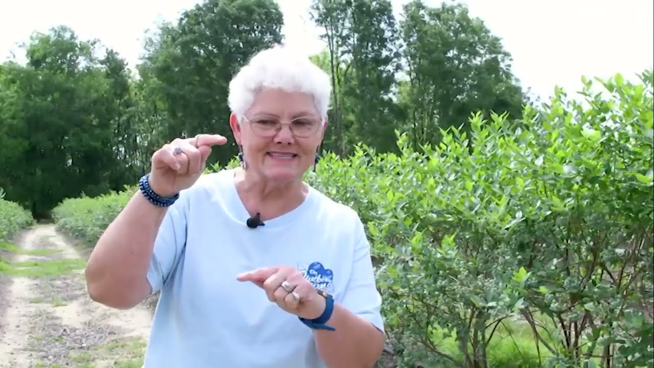Why Georgia Leads the Nation in Blueberry Production Inside Alma, Georgia 31510 Blueberry Farms-