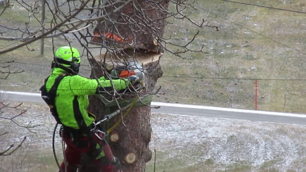 Taglio albero con elicottero in Val Verzasca
