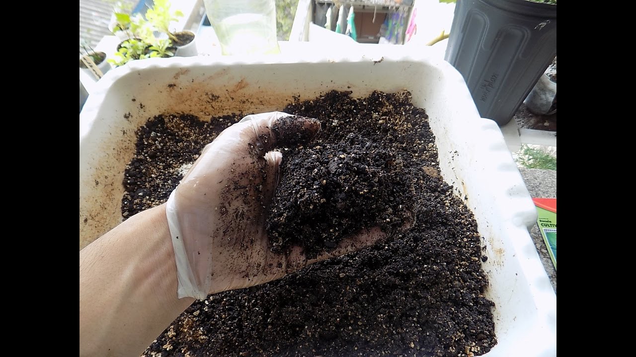 Como Fazer a Melhor Terra para Germinar Sementes