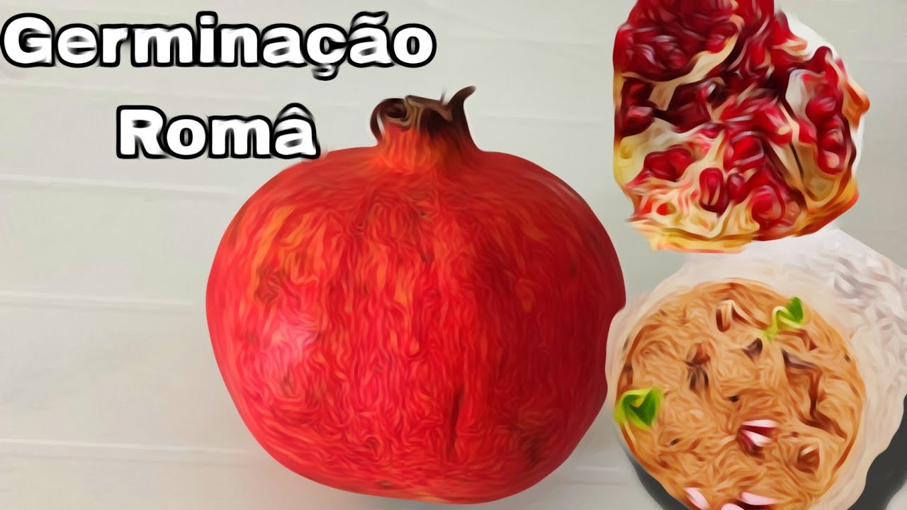 A técnica que vai te ensinar a germinar romã de maneira simples e rápido