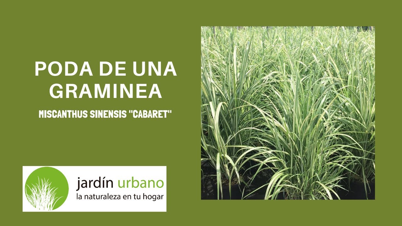 Poda una Gramínea - Miscanthus sinensis 