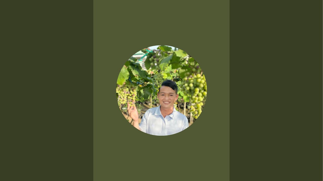 Cây nho giống