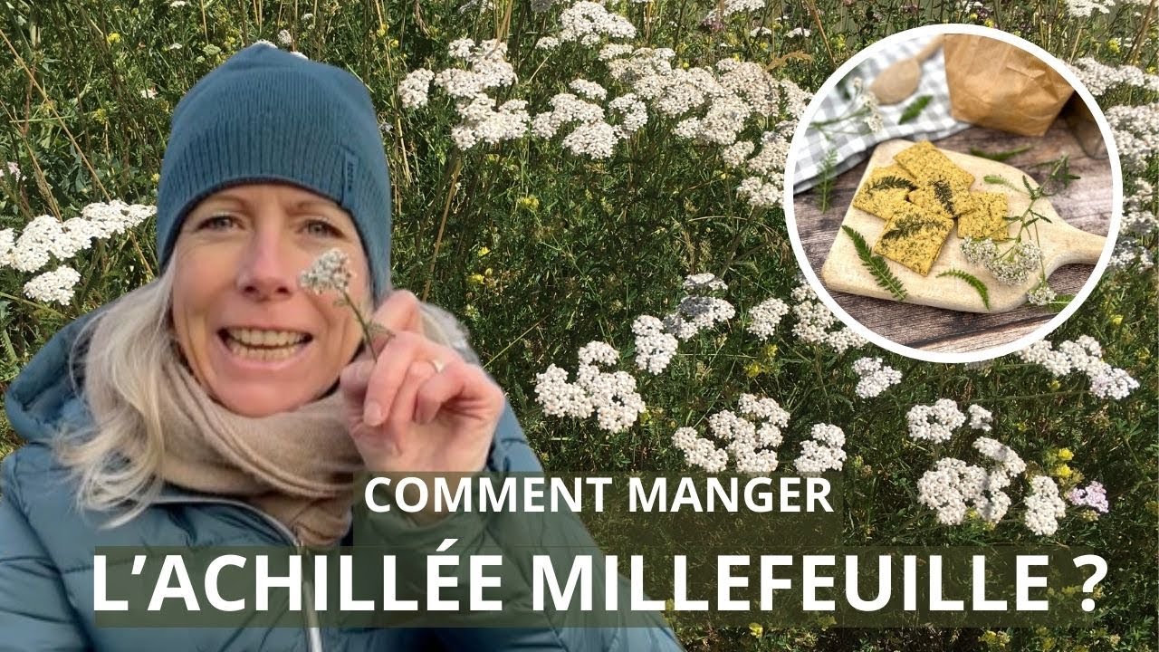 L'achillée millefeuille – plante comestible aux mille usages !