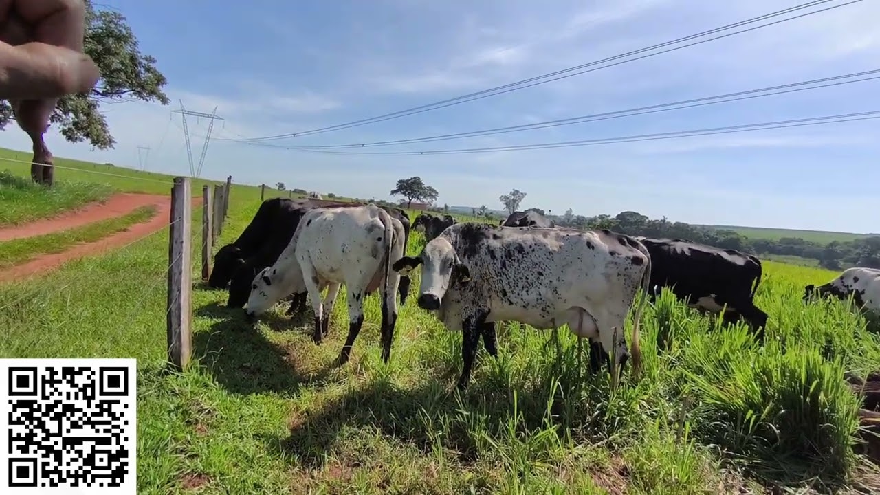 liquidação de vaca leiteira 30 vaca por  250 mil sendo que 20 em lactação e 10 solteira 