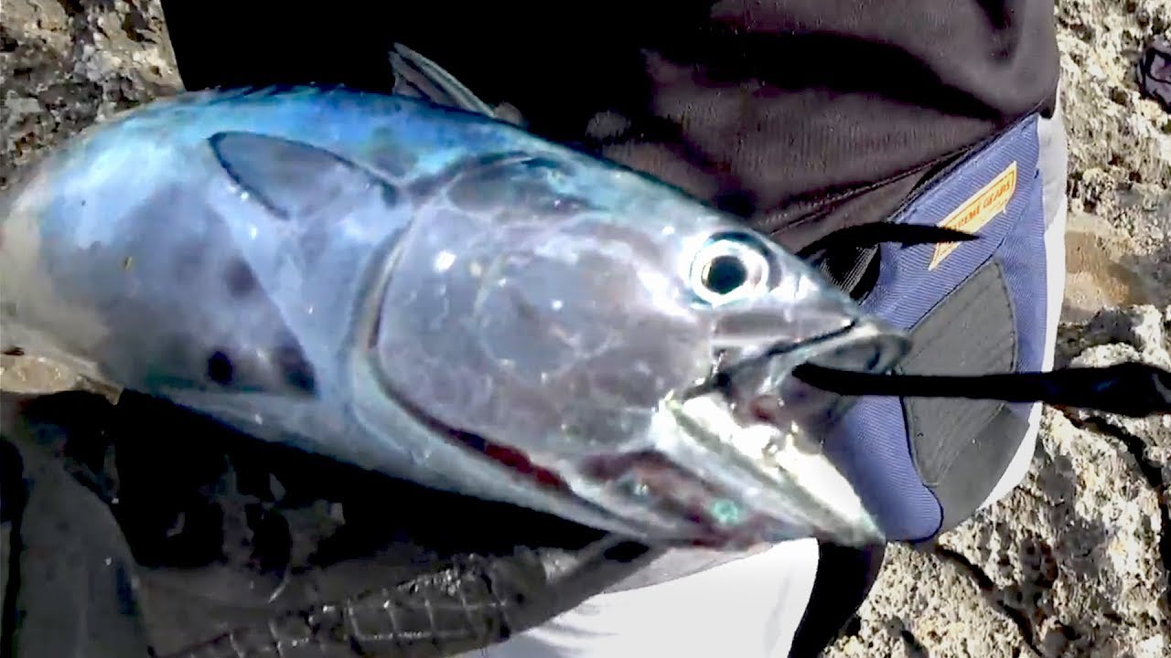 釣ったカツオをエサに100kg超え巨大サメを陸っぱりから狙う【スマガツオ・シイラ】【Extreme Fishing】