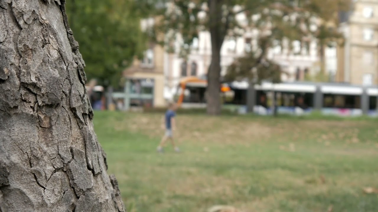 ASMRelax --- dry bark, city ambience, passing tram and cars