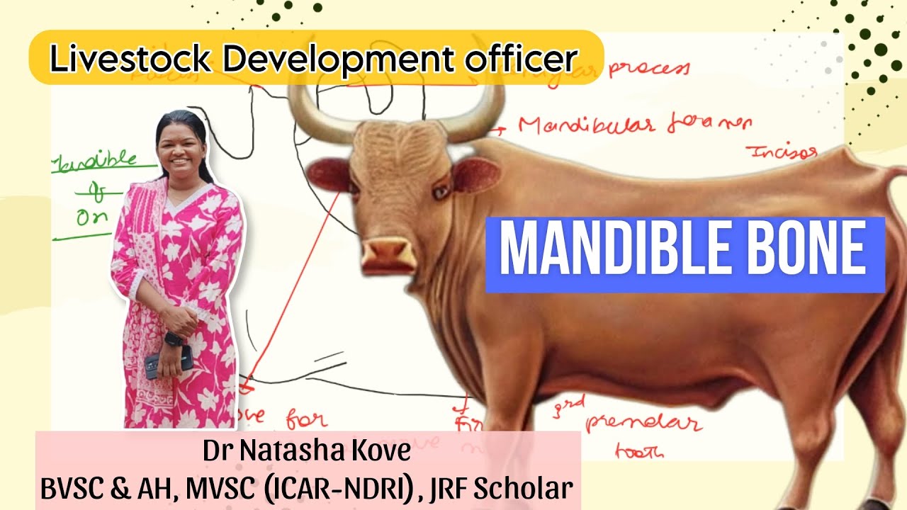 Mandible Bone of ox | Mandible bone Anatomy | Ox,Horse,Dog  |Veterinary Anatomy #veterinaryanatomy