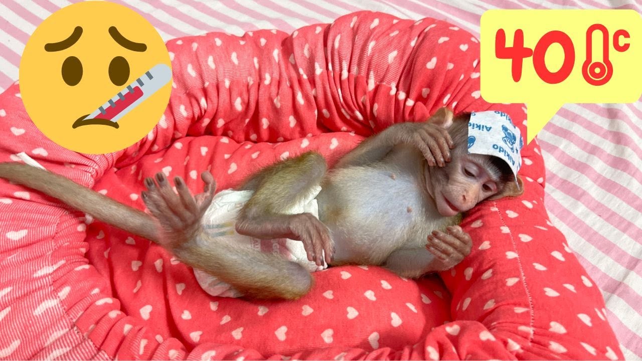 Mom worries when baby monkey Annie has a high fever