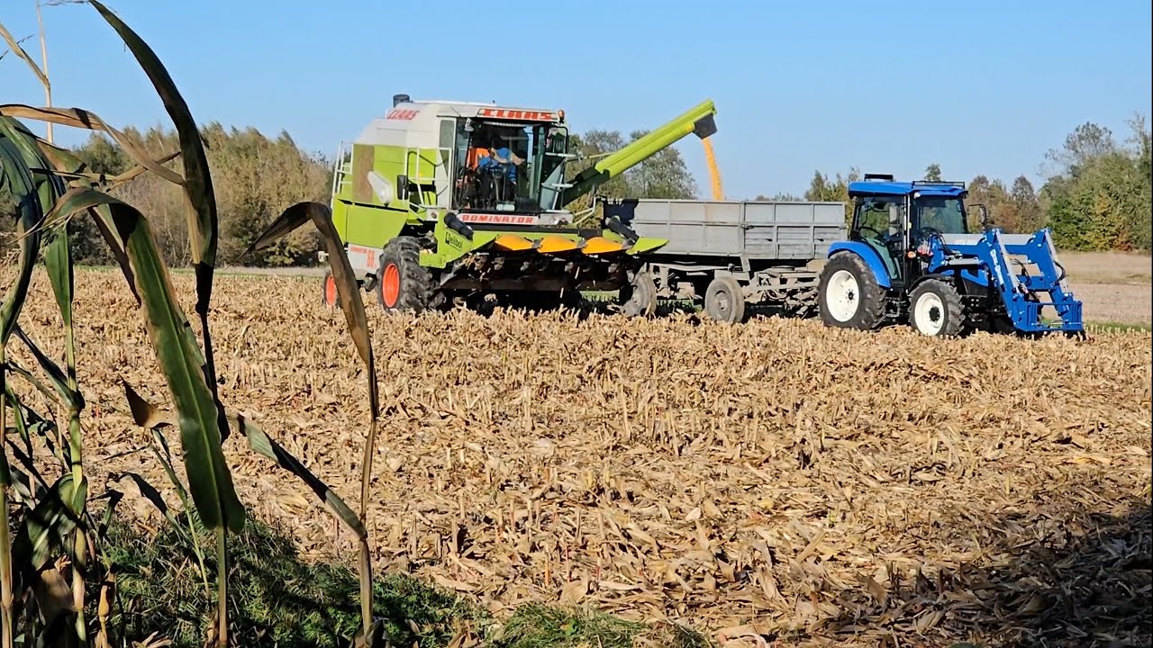 🌽na ziarno 2024 z Nowym Nabytkiem ☆New Holland T4.75s☆ Claas Dominator 68s Ursus c360