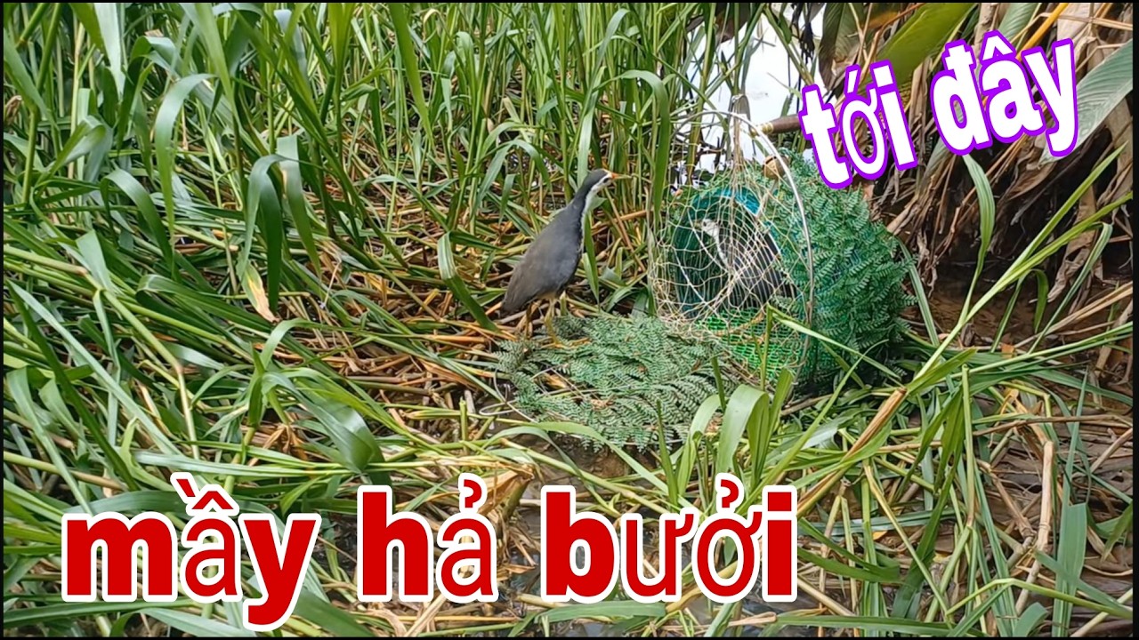 Gác Quốc Bên Cồn Bổi Tới Là Dính Liền , Hư Luôn Cái Điện Thoại # SĂN BẮT ĐỒNG THÁP #