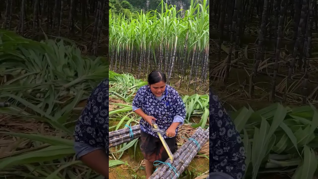 🎋Forget candy bars, this is nature&rsquo;s original snack! #farming #farminglife #sugarcane #farm #daily