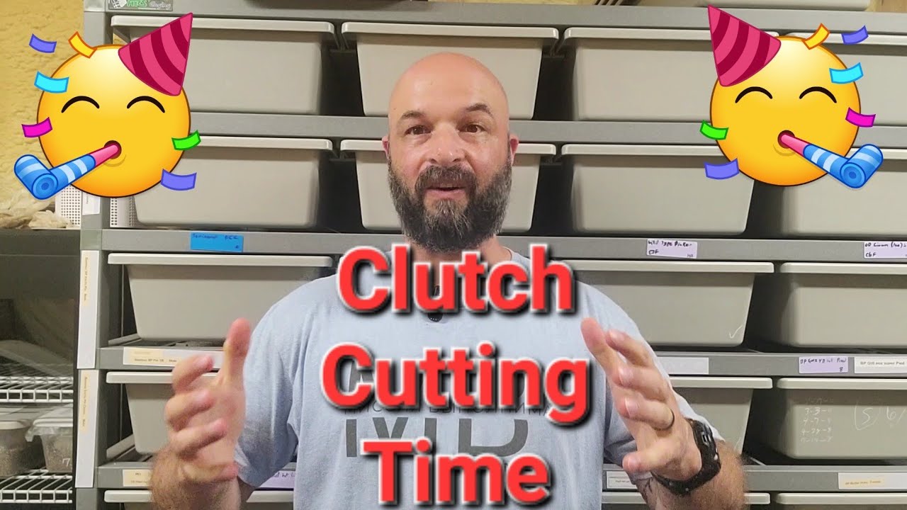 CLUTCH CUTTING Amazing Combos with First Shed UPDATE! Ball Pythons