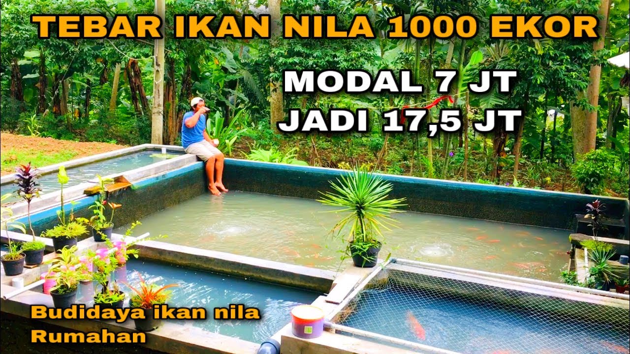 TEBAR IKAN NILA 1000 EKOR - ESTIMASI MODAL DAN KEUNTUNGAN - INSPIRASI USAHA BUDIDAYA IKAN NILA