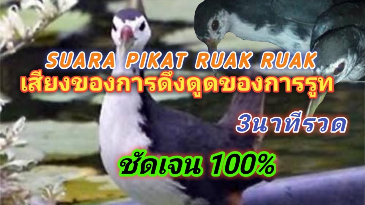 เสียงที่ดึงดูดใจของผู้โทรชายและหญิงที่ใช้เสียงนี้จะเข้าหาโดยอัตโนมัติ [] Bird trap
