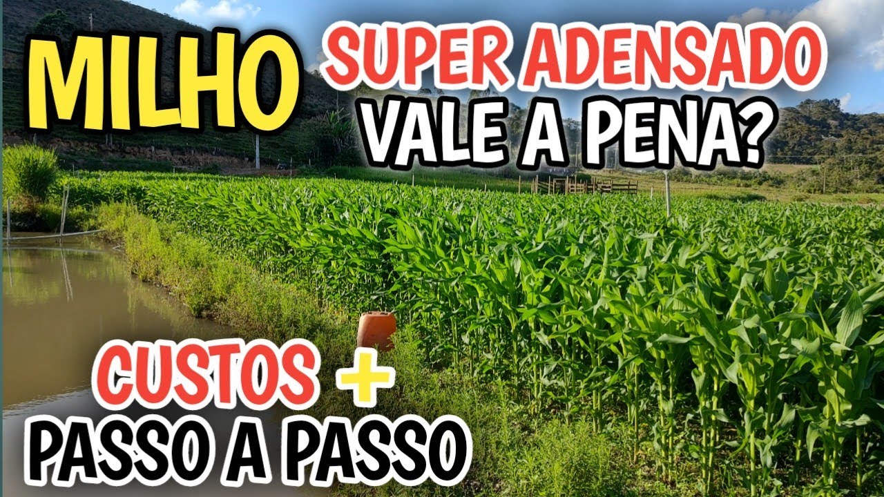 milho adensado 2500m² / vale a pena?quanto  custa por hectare?
