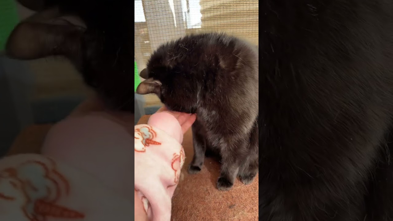 #minipanther #blackcat #blackcatsaregoodluck #blackcatsmatter #blackcatlife #blackcatsofinstagram