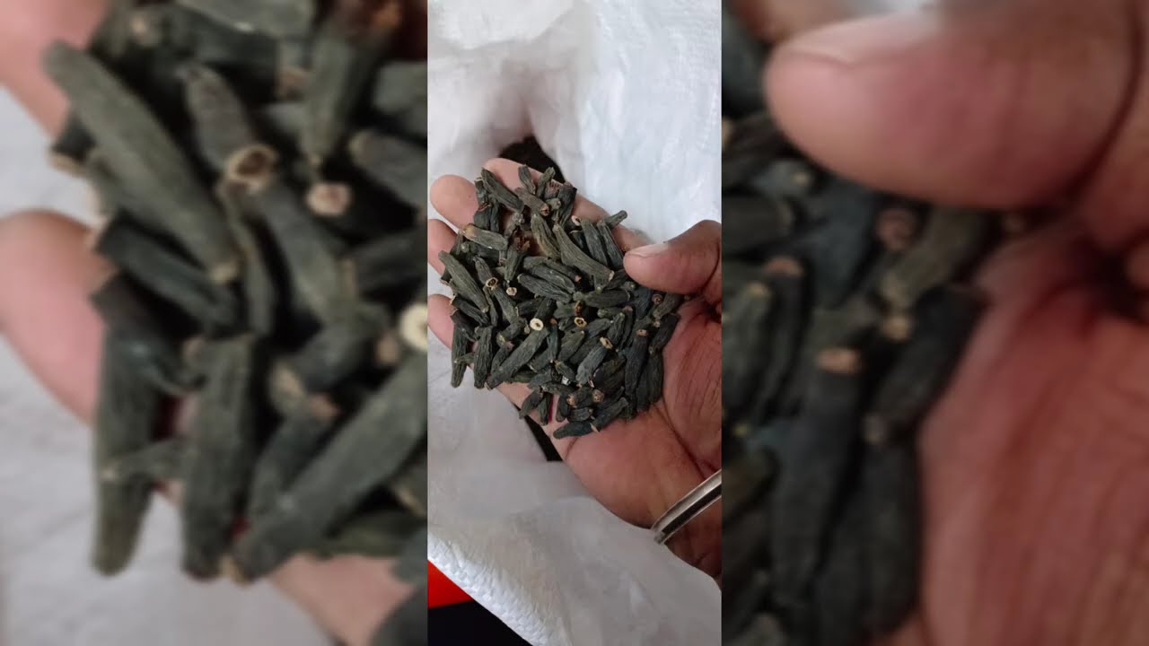 CARDAMOM TODAY PRICE 18/7/2024 SPICES BOARD E-AUCTION LIVE CARDAMOM WHOLESALE 