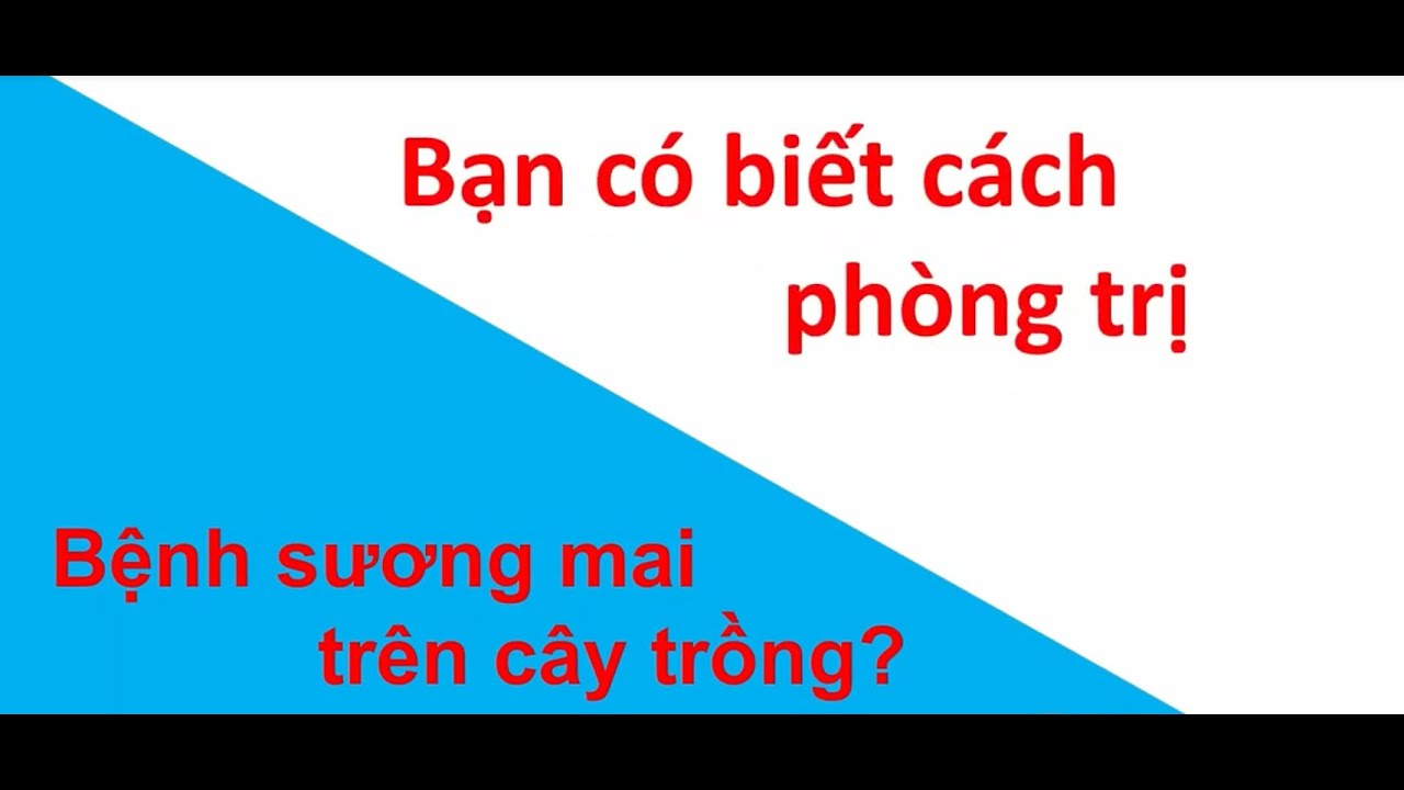 Cách phòng trị bênh sương mai trên cây trồng | Phòng mạch cây trồng | tìm hiểu bệnh cây
