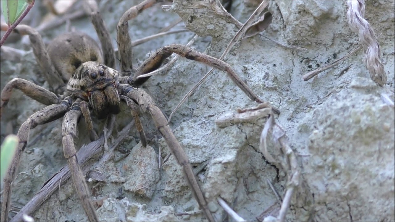Hogna radiata Lycosidae in Appennino