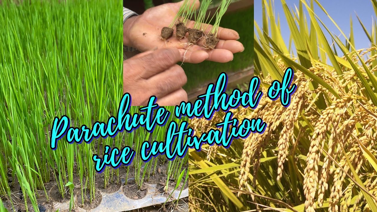 Parachute 🪂 method of rice cultivation | Very effective way of paddy cultivation 🌾 #villagelife