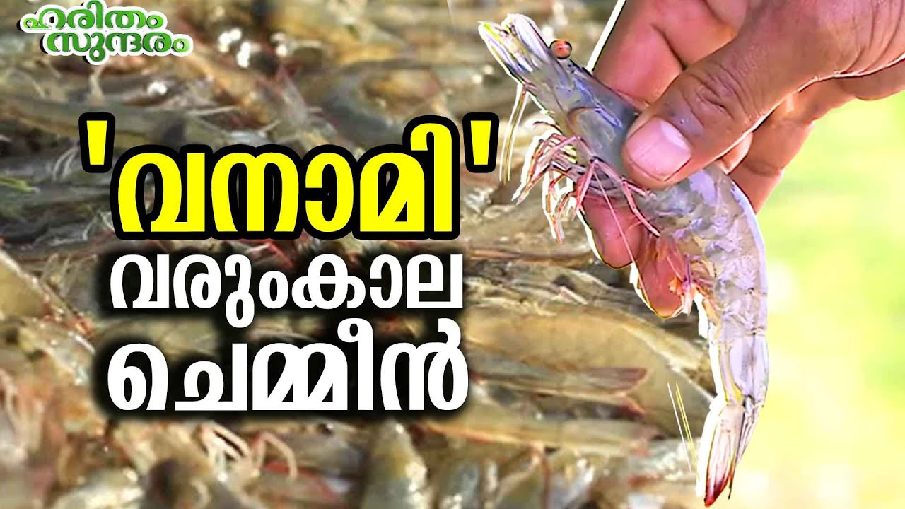 Vannamei Shrimp farming at Munroe Islands | Haritham Sundaram EP 424
