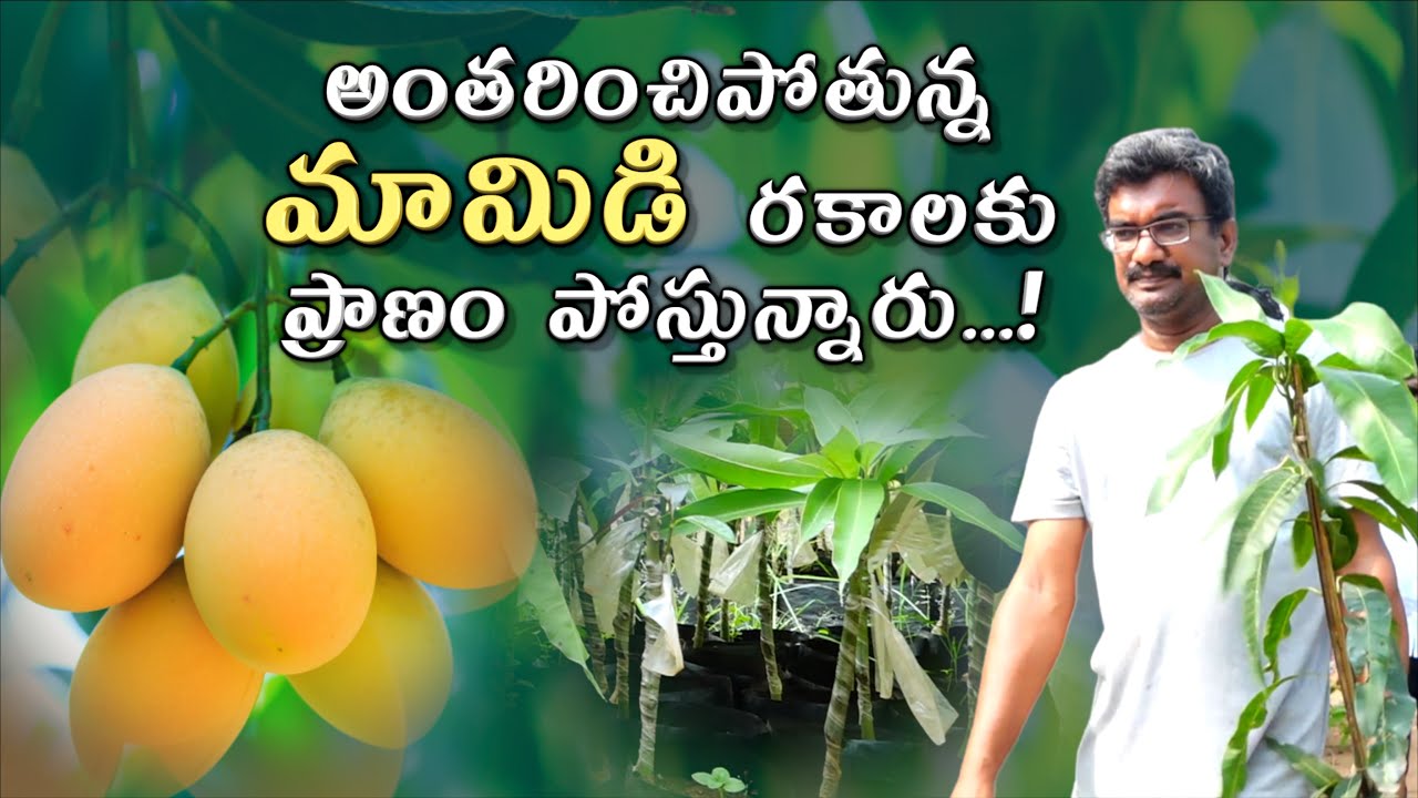 Fruit Paradise 2|అంతరించిపోతున్న మామిడి రకాలకు ప్రాణం పోస్తున్నారు..! #mango #farming #sasyasyamalam