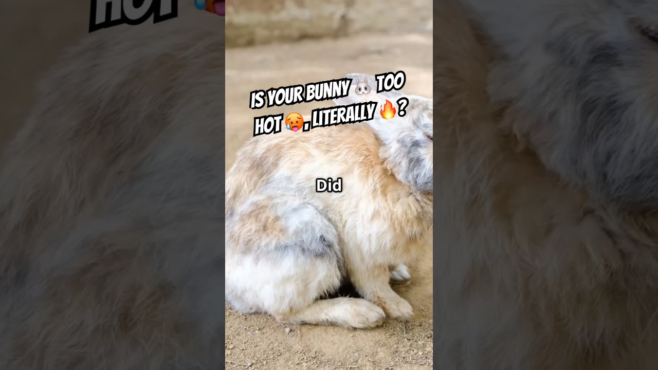 🌡️🐇 Признаки того, что вашему кролику может быть слишком жарко