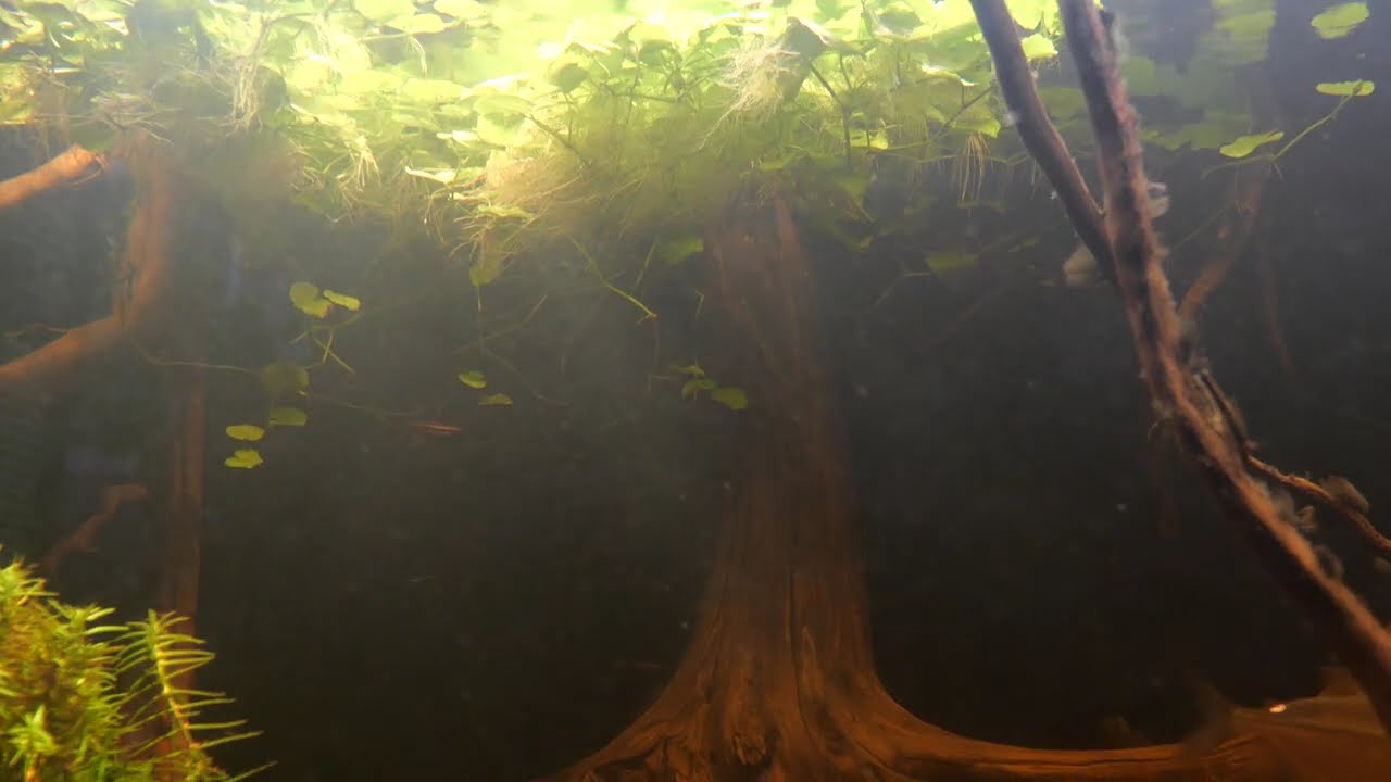 Südamerika Aquarium - Diskussalmler, Ziersalmler & Neonsalmer - 1200 L.