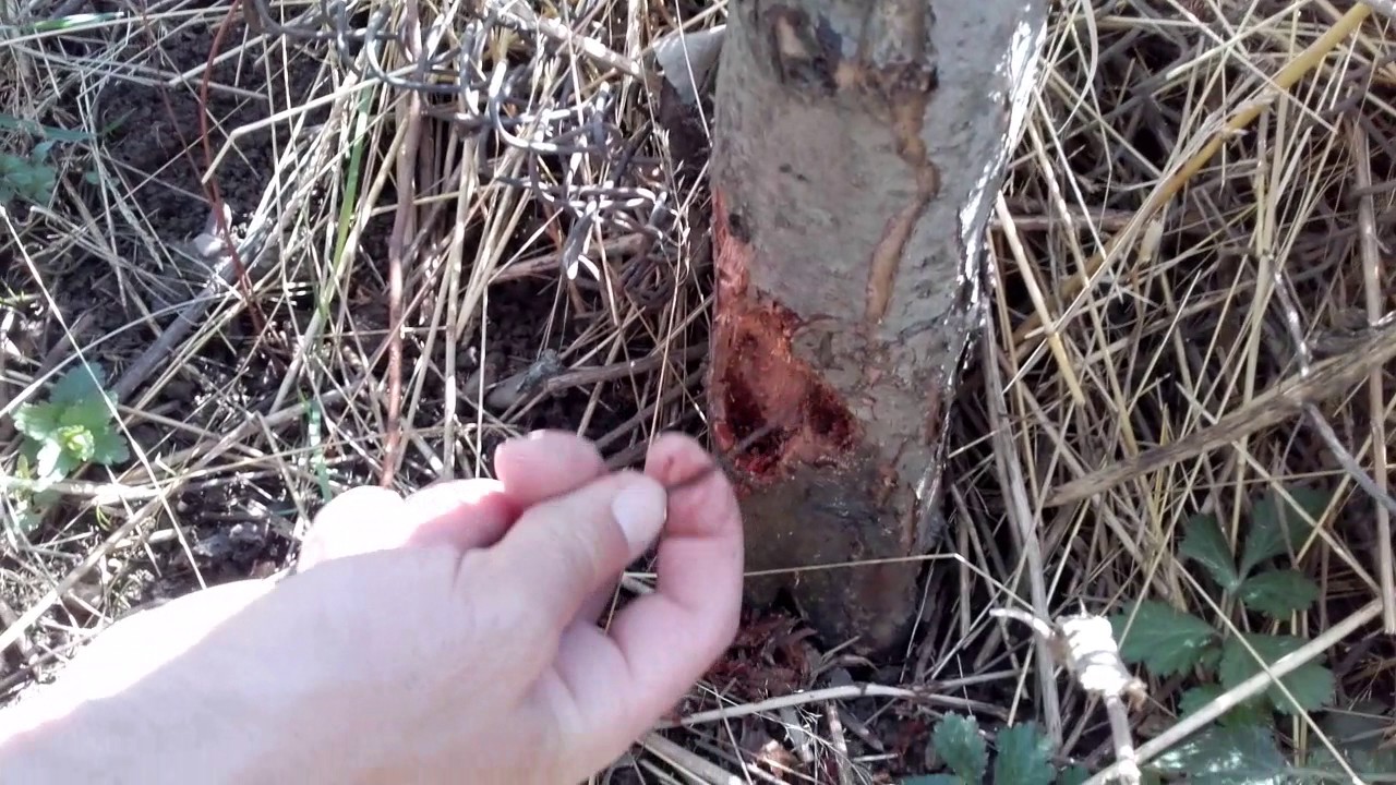 Cum scăpăm de sfredelitorul tulpinilor (Cossus cossus )