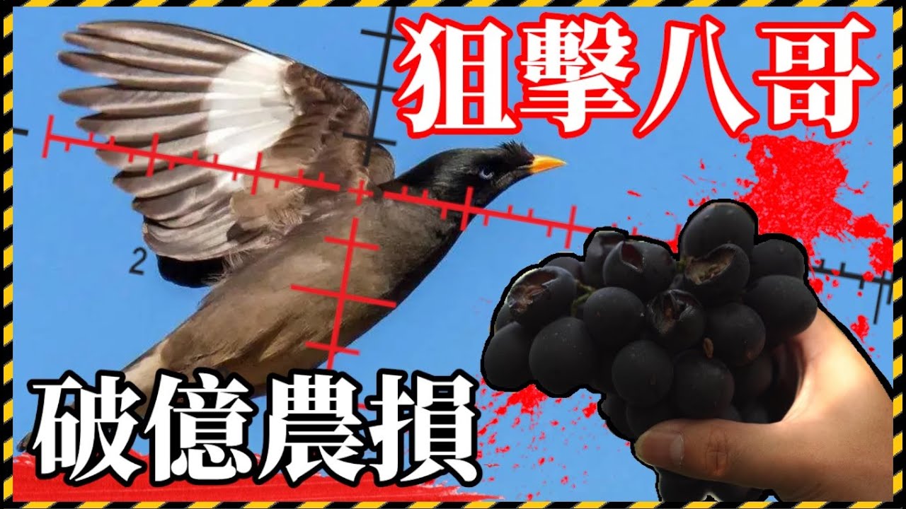 【緊急！】猖狂八哥！入侵葡園大啖「巨峰葡萄」遭擊落捕捉！全村農損竟超過千萬！TRG用臉探險 | EP75