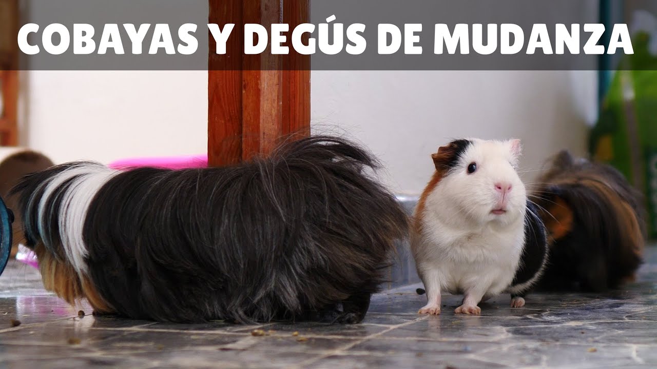 MANSIÓN para DEGÚS y COBAYAS 🐭+🐹 = 😏👌 (Ardillas chilenas + cuyos cui cui)